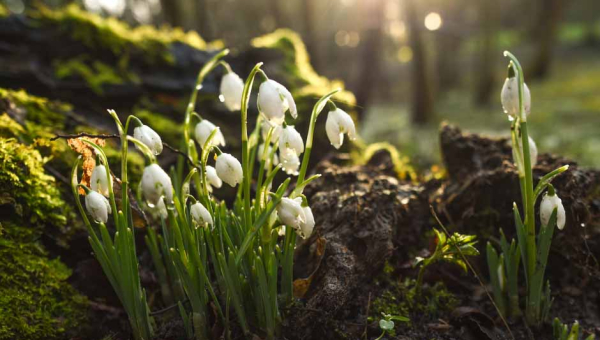 Hedingham Castle Welcomes Spring with Enchanting Snowdrop Walks